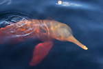 delfin-rosado-kolumbien